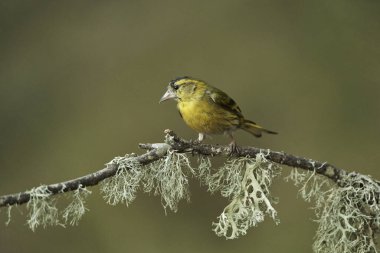         Saka kuşu, saka kuşu bir dala tünemiş (Spinus spinus)                       