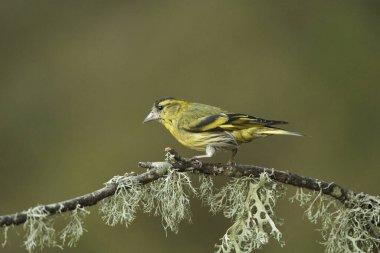 Saka kuşu, saka kuşu bir dala tünemiş (Spinus spinus)                       