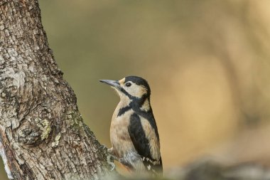 Büyük Benekli Ağaçkakan (Dendrocopos major) bir kütük üzerinde böcek yiyor                               