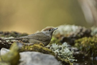 Parkta siyah başlık (Sylvia atricapilla)                         