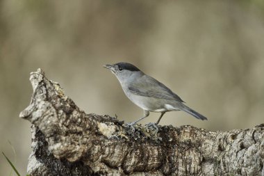  Parkta siyah başlık (Sylvia atricapilla)                              