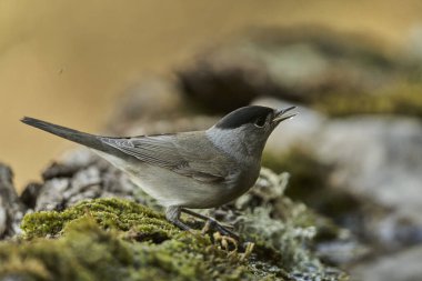  Parkta siyah başlık (Sylvia atricapilla)                              