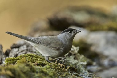  Parkta siyah başlık (Sylvia atricapilla)                              