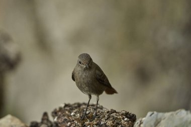 Ormandaki dişi siyah kızılay (Phoenicurus ochruros)                               