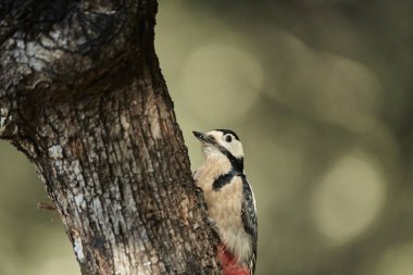 Büyük Benekli Ağaçkakan (Dendrocopos major) bir kütük üzerinde böcek yiyor
