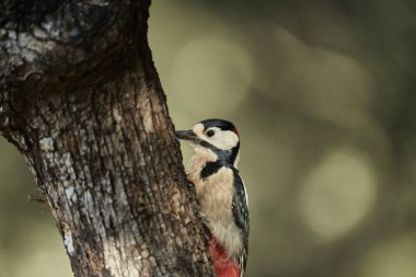 Büyük Benekli Ağaçkakan (Dendrocopos major) bir kütük üzerinde böcek yiyor