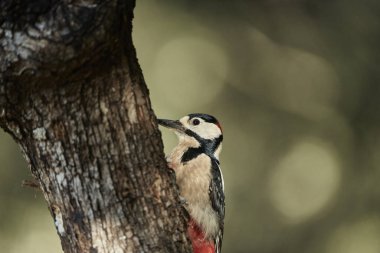 Büyük Benekli Ağaçkakan (Dendrocopos major) bir kütük üzerinde böcek yiyor