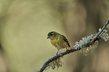         Saka kuşu, saka kuşu bir dala tünemiş (Spinus spinus)                       