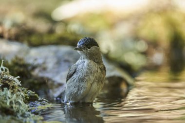  Parkta siyah başlık (Sylvia atricapilla)                              