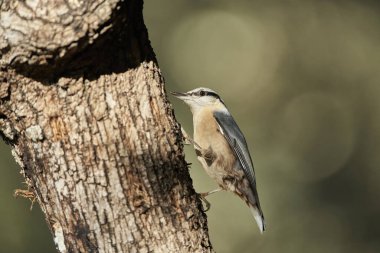 nuthatch (Sitta europaea) baş aşağı bir kütük üzerinde yemek                       