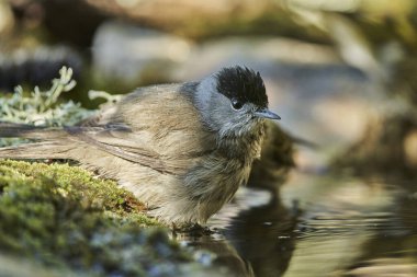  Parkta siyah başlık (Sylvia atricapilla)                              