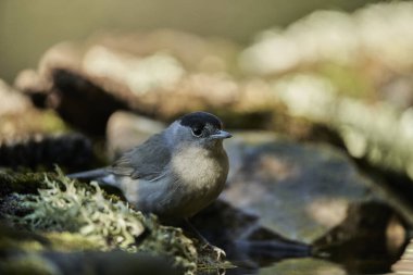  Parkta siyah başlık (Sylvia atricapilla)                              