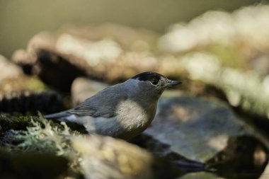  Parkta siyah başlık (Sylvia atricapilla)                              