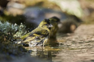     Saka kuşu, saka kuşu içki ve banyo (Spinus spinus)                           
