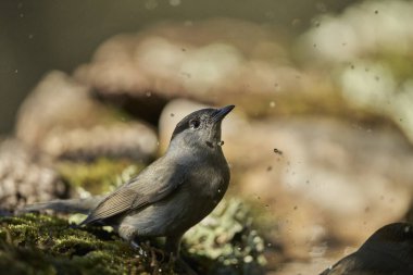  Parkta siyah başlık (Sylvia atricapilla)                              