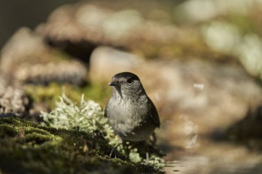  Parkta siyah başlık (Sylvia atricapilla)                              