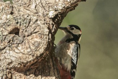 Büyük Benekli Ağaçkakan (Dendrocopos major) bir kütük üzerinde böcek yiyor                               