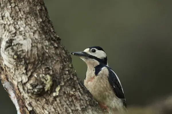 Büyük Benekli Ağaçkakan (Dendrocopos major) bir kütük üzerinde böcek yiyor                               