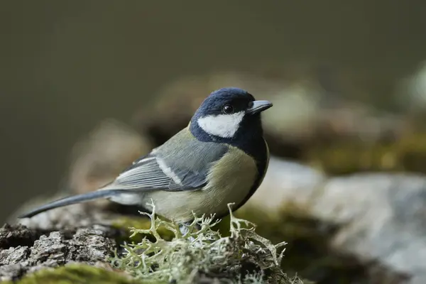 great tit in the pond (Parus major)                               