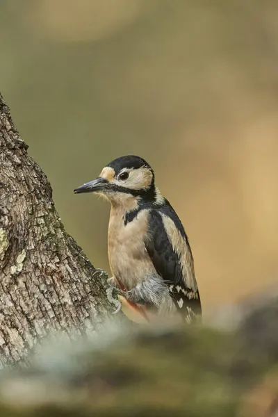 Büyük Benekli Ağaçkakan (Dendrocopos major) bir kütük üzerinde böcek yiyor                               