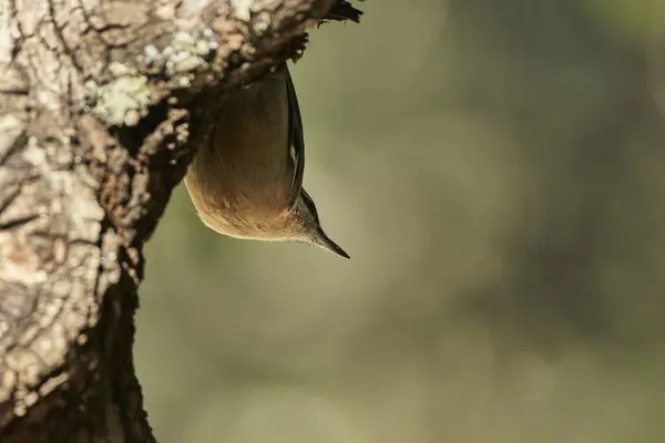 stock image nuthatch (Sitta europaea) head down eating on a log                       