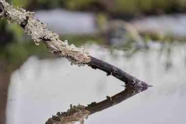 Gölün kenarında zambaklar olan bir dal.                               