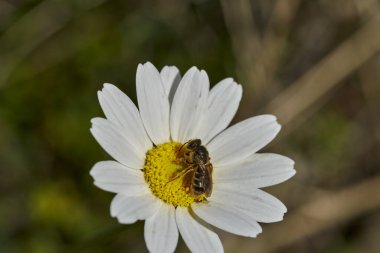 Baharda çiçekte bal arısı                               
