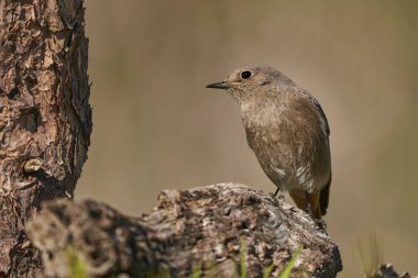 Ormandaki dişi siyah kızılay (Phoenicurus ochruros)