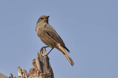 Ormandaki dişi siyah kızılay (Phoenicurus ochruros)
