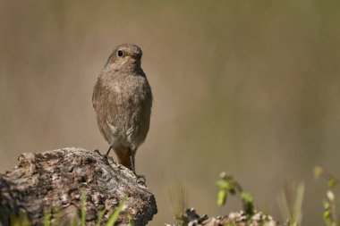 Ormandaki dişi siyah kızılay (Phoenicurus ochruros)