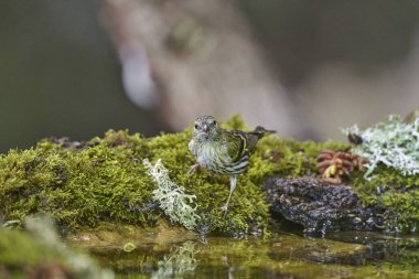 Siskin Siskin in forest pond (Carduelis spinus) Guaro Malaga Andalusia Spain                               