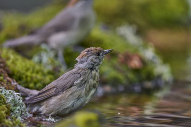 Parkta siyah başlık (Sylvia atricapilla)                               