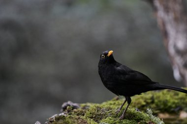 common blackbird or, more commonly, blackbird (Turdus merula) in the park pond                    