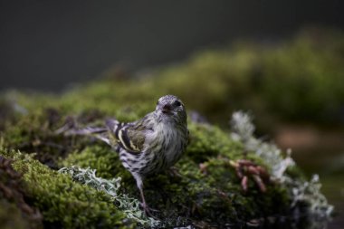 Siskin Siskin in forest pond (Carduelis spinus) Guaro Malaga Andalusia Spain                               