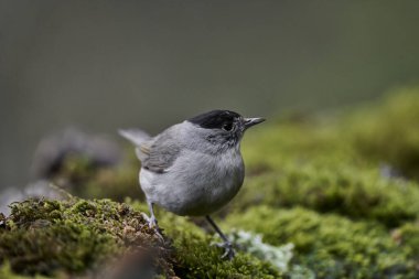 Parkta siyah başlık (Sylvia atricapilla)                               