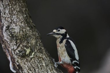 Büyük Benekli Ağaçkakan (Dendrocopos major) bir kütük üzerinde böcek yiyor                               