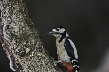 Büyük Benekli Ağaçkakan (Dendrocopos major) bir kütük üzerinde böcek yiyor                               