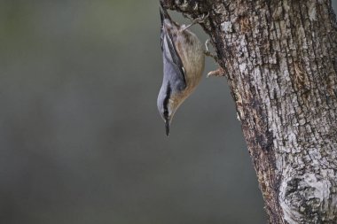 nuthatch (Sitta europaea) baş aşağı bir kütük üzerinde yemek                       