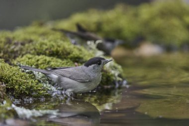 Parkta siyah başlık (Sylvia atricapilla)                               