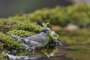 Parkta siyah başlık (Sylvia atricapilla)                               