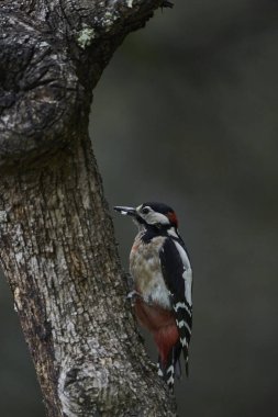 Büyük Benekli Ağaçkakan (Dendrocopos major) bir kütük üzerinde yiyor                             