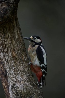 Büyük Benekli Ağaçkakan (Dendrocopos major) bir kütük üzerinde yiyor                             
