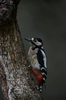 Büyük Benekli Ağaçkakan (Dendrocopos major) bir kütük üzerinde yiyor                             