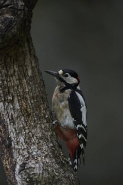 Büyük Benekli Ağaçkakan (Dendrocopos major) bir kütük üzerinde yiyor                             