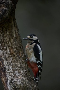 Büyük Benekli Ağaçkakan (Dendrocopos major) bir kütük üzerinde yiyor                             