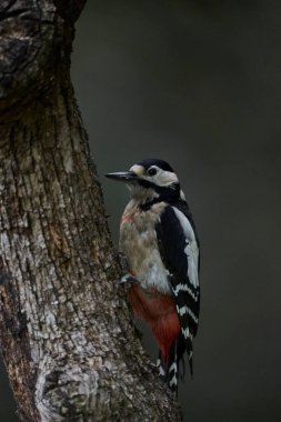 Büyük Benekli Ağaçkakan (Dendrocopos major) bir kütük üzerinde yiyor                             