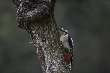 Büyük Benekli Ağaçkakan (Dendrocopos major) bir kütük üzerinde yiyor                             