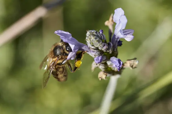 Baharda çiçekte bal arısı                               