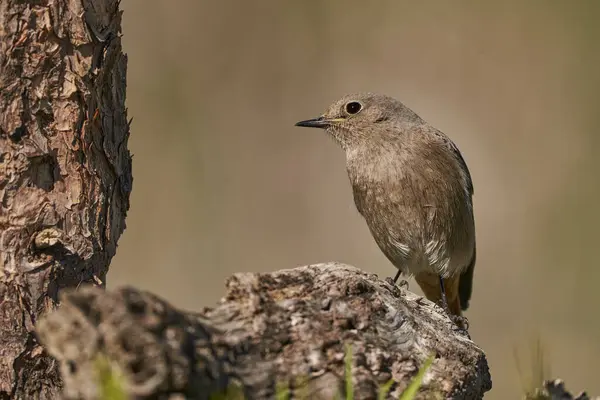 Ormandaki dişi siyah kızılay (Phoenicurus ochruros)
