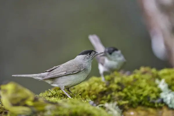 Parkta siyah başlık (Sylvia atricapilla)                               